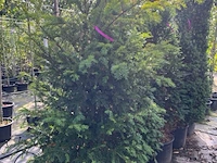 6x venijnboom, taxus baccata, haagplant, wintergroen, ca. 175-225 cm hoog - afbeelding 2 van  3