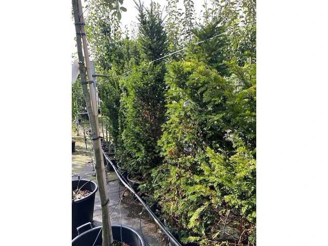 6x venijnboom, taxus baccata, haagplant, wintergroen, ca. 175-225 cm hoog - afbeelding 3 van  3