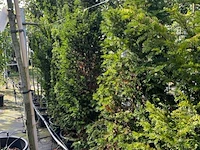 6x venijnboom, taxus baccata, haagplant, wintergroen, ca. 175-225 cm hoog - afbeelding 3 van  3