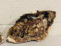 6x versteend hout plakken - afbeelding 2 van  4