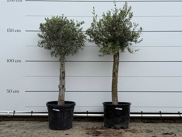 72x olijfboom florida - olea europaea - ca. 25 jaar oud - hoogte ca. 170 cm - afbeelding 1 van  5