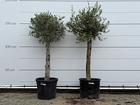 72x olijfboom florida - olea europaea - ca. 25 jaar oud - hoogte ca. 170 cm - afbeelding 1 van  5