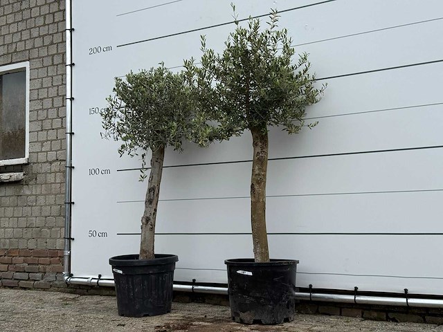 72x olijfboom florida - olea europaea - ca. 25 jaar oud - hoogte ca. 170 cm - afbeelding 2 van  5