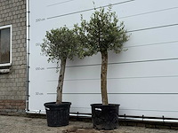 72x olijfboom florida - olea europaea - ca. 25 jaar oud - hoogte ca. 170 cm - afbeelding 2 van  5