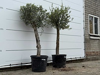 72x olijfboom florida - olea europaea - ca. 25 jaar oud - hoogte ca. 170 cm - afbeelding 3 van  5