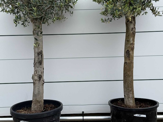 72x olijfboom florida - olea europaea - ca. 25 jaar oud - hoogte ca. 170 cm - afbeelding 4 van  5