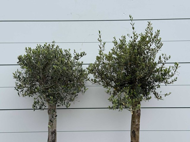 72x olijfboom florida - olea europaea - ca. 25 jaar oud - hoogte ca. 170 cm - afbeelding 5 van  5