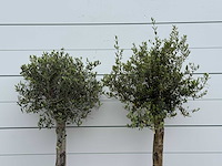 72x olijfboom florida - olea europaea - ca. 25 jaar oud - hoogte ca. 170 cm - afbeelding 5 van  5