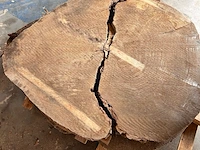 7x deelbare boomstamschijven, gedroogd, 2023 - afbeelding 9 van  13