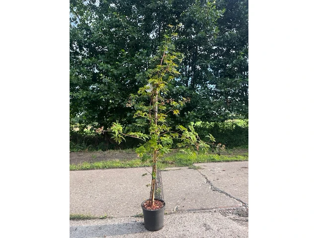 7x doornloze braam, rubus 'thornless evergreen', fruitstruik, vruchtdragend, ca. 100-125 cm hoog - afbeelding 1 van  3