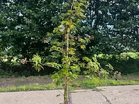 7x doornloze braam, rubus 'thornless evergreen', fruitstruik, vruchtdragend, ca. 100-125 cm hoog