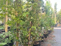 7x doornloze braam, rubus 'thornless evergreen', fruitstruik, vruchtdragend, ca. 100-125 cm hoog - afbeelding 2 van  3