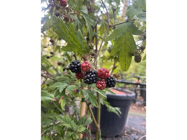 7x doornloze braam, rubus 'thornless evergreen', fruitstruik, vruchtdragend, ca. 100-125 cm hoog - afbeelding 3 van  3