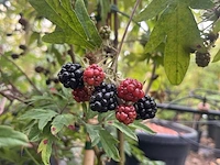 7x doornloze braam, rubus 'thornless evergreen', fruitstruik, vruchtdragend, ca. 100-125 cm hoog - afbeelding 3 van  3