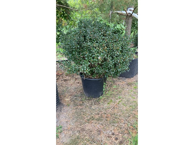7x hulst, ilex aquifolium, bolvorm, wintergroen, doorsnede ca. 120 cm - afbeelding 1 van  2