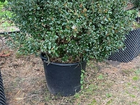 7x hulst, ilex aquifolium, bolvorm, wintergroen, doorsnede ca. 120 cm
