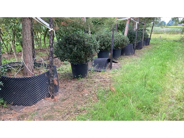 7x hulst, ilex aquifolium, bolvorm, wintergroen, doorsnede ca. 120 cm - afbeelding 2 van  2