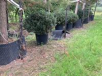 7x hulst, ilex aquifolium, bolvorm, wintergroen, doorsnede ca. 120 cm - afbeelding 2 van  2
