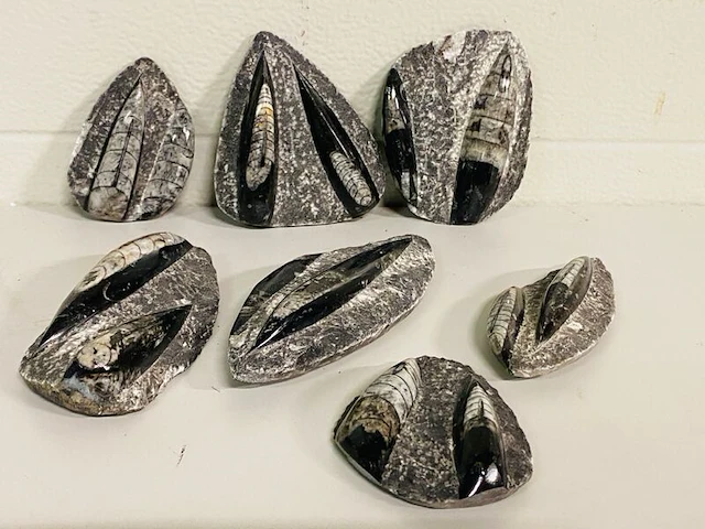 7x orthoceras plaatje dubbel - afbeelding 1 van  5