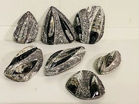 7x orthoceras plaatje dubbel