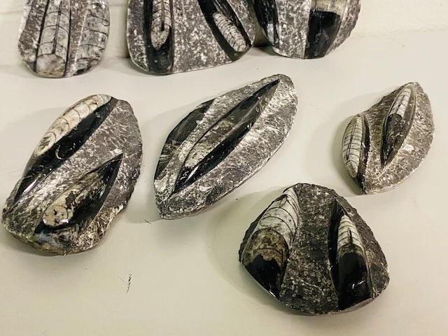 7x orthoceras plaatje dubbel - afbeelding 4 van  5