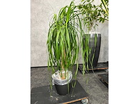 7x plant met pot h200 - afbeelding 2 van  12