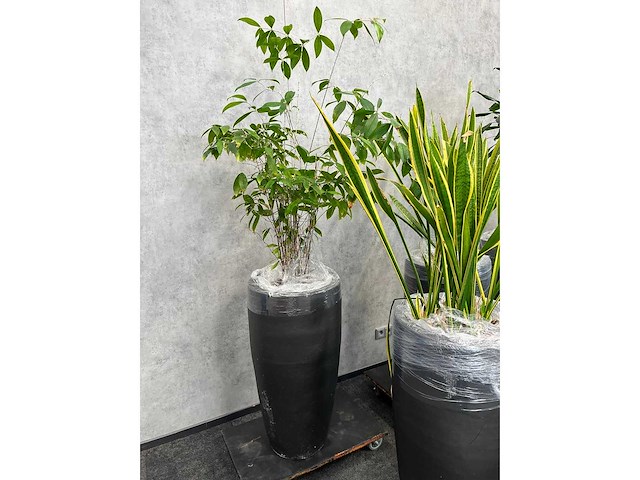 7x plant met pot h200 - afbeelding 4 van  12