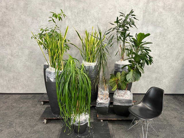 7x plant met pot h200 - afbeelding 1 van  12