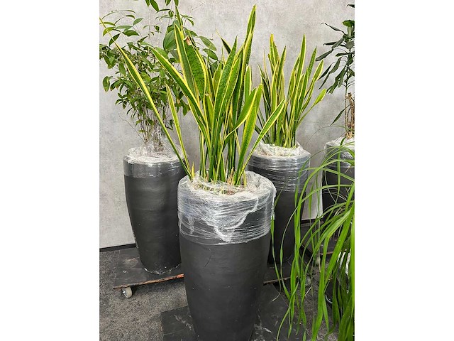 7x plant met pot h200 - afbeelding 5 van  12
