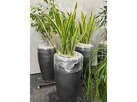 7x plant met pot h200 - afbeelding 5 van  12