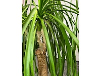 7x plant met pot h200 - afbeelding 6 van  12