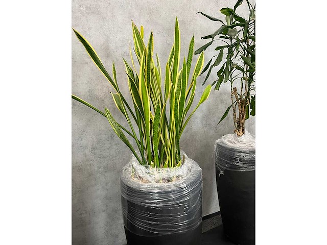 7x plant met pot h200 - afbeelding 8 van  12