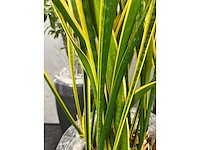 7x plant met pot h200 - afbeelding 9 van  12