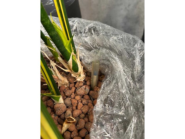 7x plant met pot h200 - afbeelding 10 van  12