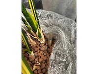7x plant met pot h200 - afbeelding 10 van  12