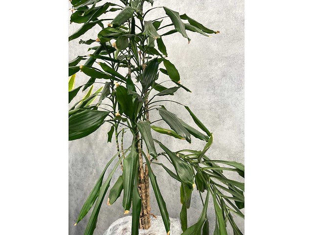 7x plant met pot h200 - afbeelding 11 van  12