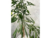 7x plant met pot h200 - afbeelding 11 van  12