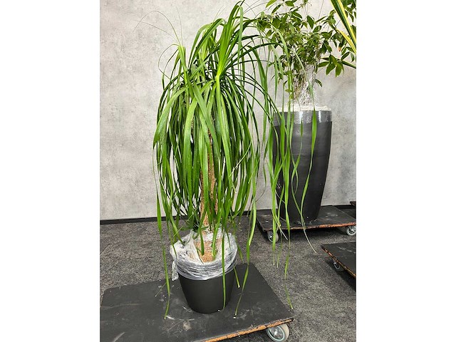 7x plant met pot h200 - afbeelding 10 van  12