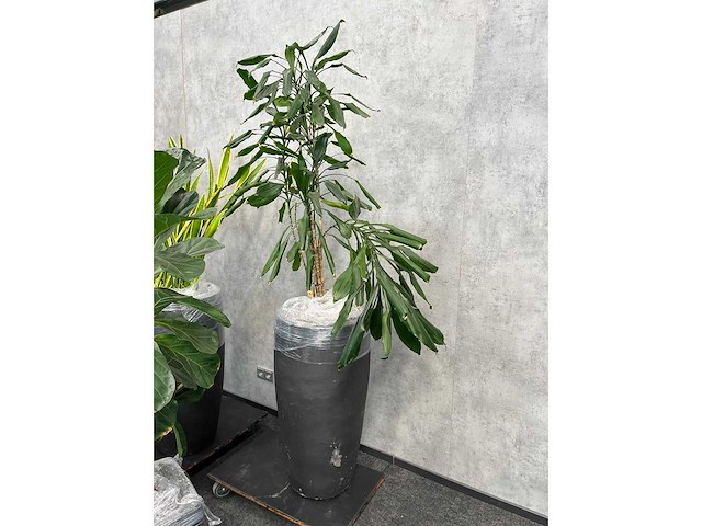 7x plant met pot h200 - afbeelding 11 van  12