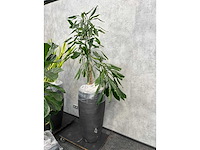 7x plant met pot h200 - afbeelding 11 van  12