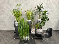7x plant met pot h200 - afbeelding 1 van  12