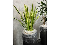 7x plant met pot h200 - afbeelding 5 van  12