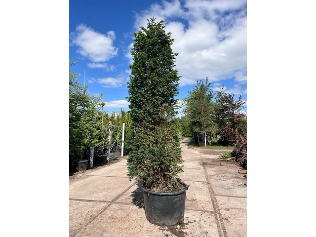 7x venijnboom, taxus baccata, haagplant, wintergroen, ca. 325-375 cm hoog - afbeelding 1 van  2