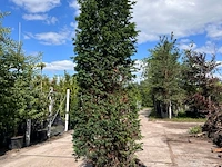 7x venijnboom, taxus baccata, haagplant, wintergroen, ca. 325-375 cm hoog