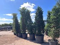 7x venijnboom, taxus baccata, haagplant, wintergroen, ca. 325-375 cm hoog - afbeelding 2 van  2