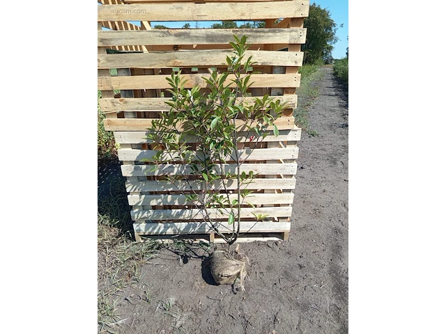 (80x) photinia red robin 80-100 - afbeelding 1 van  1