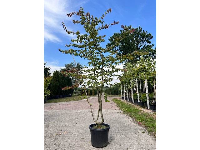 8x perzisch ijzerhout, spierstruik, parrotia persica en spiraea 'goldflame', sierheester, bloei/herfstverkleuring, ca. 30-225 cm hoog - afbeelding 1 van  3