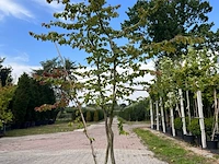 8x perzisch ijzerhout, spierstruik, parrotia persica en spiraea 'goldflame', sierheester, bloei/herfstverkleuring, ca. 30-225 cm hoog