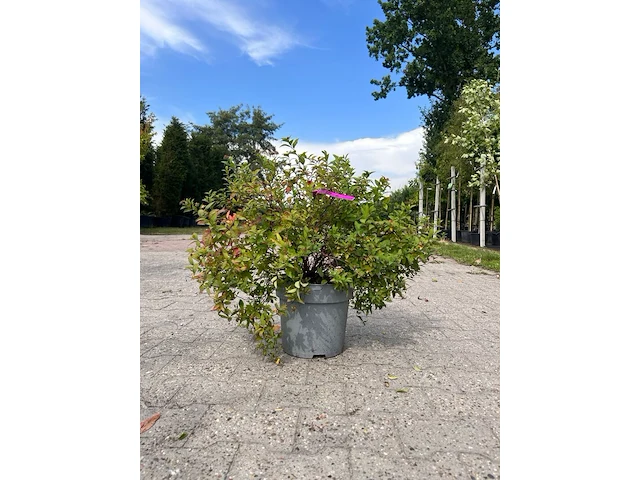 8x perzisch ijzerhout, spierstruik, parrotia persica en spiraea 'goldflame', sierheester, bloei/herfstverkleuring, ca. 30-225 cm hoog - afbeelding 2 van  3