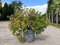 8x perzisch ijzerhout, spierstruik, parrotia persica en spiraea 'goldflame', sierheester, bloei/herfstverkleuring, ca. 30-225 cm hoog - afbeelding 2 van  3